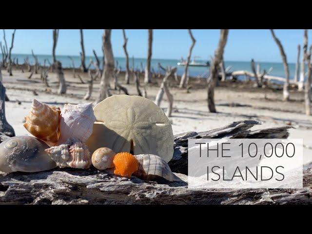 Exploring the Hidden Treasures of the 10,000 Islands: A Seashell Adventure