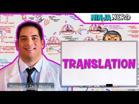 Mastering Translation: A Comprehensive Guide to Protein Synthesis