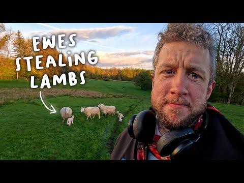 Unveiling the Heartwarming World of Sheep: A Day in the Life of a Shepherd
