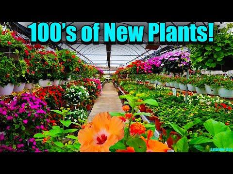 Discovering Rare Plants at Mega Greenhouse: A Plant Enthusiast's Dream