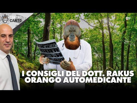 The Fascinating World of Orangutan Medicine: Insights from Dr. Rakus