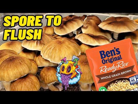 The Ultimate Guide to Growing Mushrooms at Home
