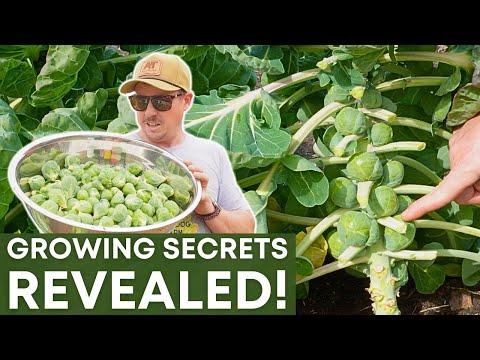 The Ultimate Guide to Growing Perfect Brussels Sprouts