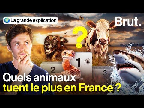 Les animaux les plus dangereux en France: Classement et Risques