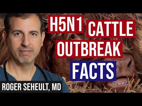 Unveiling the H5N1 Cattle Outbreak: What You Need to Know