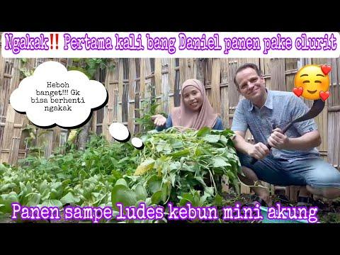 Exciting Vegetable Harvest Adventure with a Traditional Clurit Tool in Indonesia