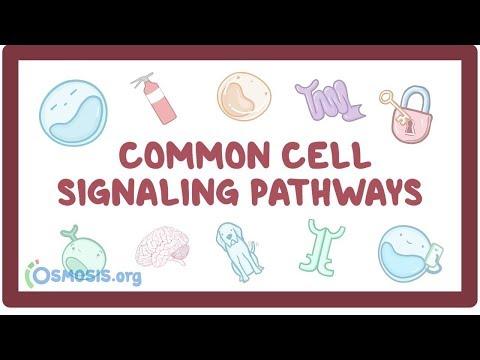 Understanding Cell Signaling: A Comprehensive Guide