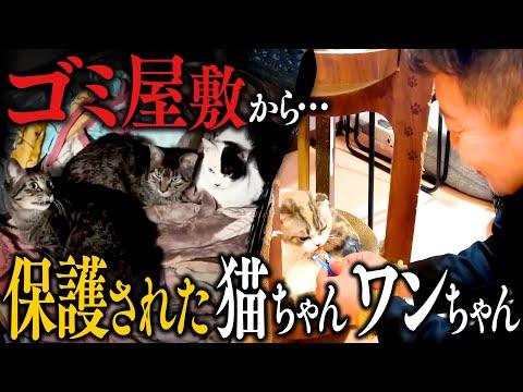 【緊急】ゴミ屋敷からの救出… 保護された猫ちゃん・ワンちゃんのためのプロジェクト