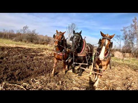 Rural Farm Life: Herding Cows and Plowing Fields