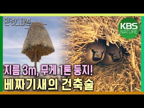 동물의 건축술: 자연의 건축물에 대한 탐구