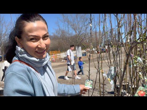 Exploring Fruit Trees and Unique Finds at an Asian Market