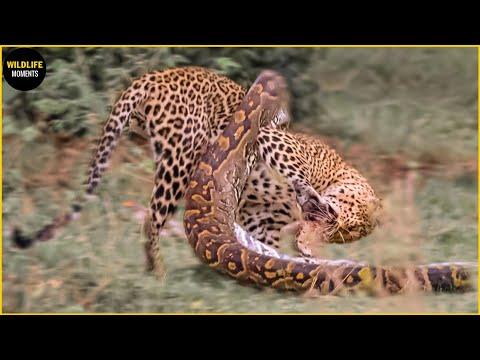 Epic Battles: Big Cats vs Pythons - A Wildlife Showdown