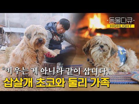The Heartwarming Stories of Choco and Dooly: A Tale of Love and Loyalty