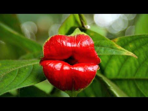 7 Unbelievable Plants That Will Leave You Speechless