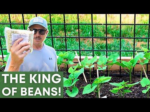 Mastering Vertical Gardening with King of the Garden Lima Beans