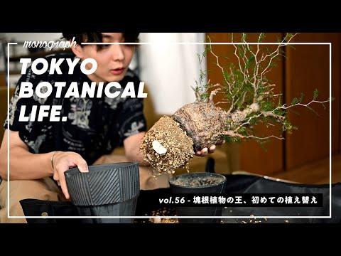 高級植物「オペルクリカリア・パキプス」の植え替えガイド