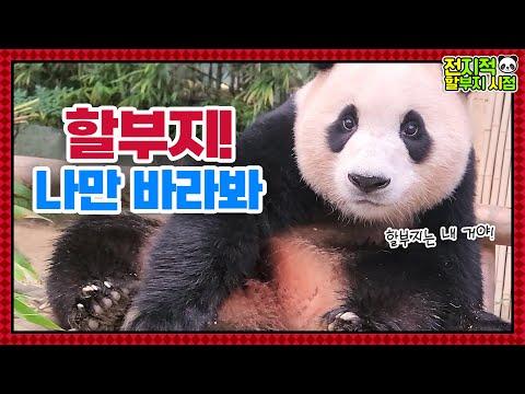 귀여운 아기 팬더 쌍둥이와 그들의 일상