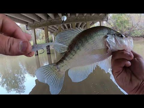 Creek Fishing for Crappie: Tips and Tricks for a Successful Catch