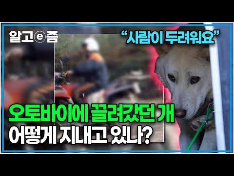 오토바이에 매달려 끌려간 개, 임신한 채 구출된 사건의 이야기