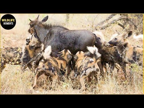 Survival of the Fittest: Wild Dogs vs. Hyenas in the Animal Kingdom