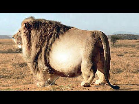 Discover the World's Largest Animals: A Fascinating Look at Gigantic Creatures