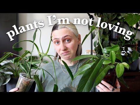 Reevaluating My Philodendron Collection: A Journey to Downsizing and Decluttering 🌿