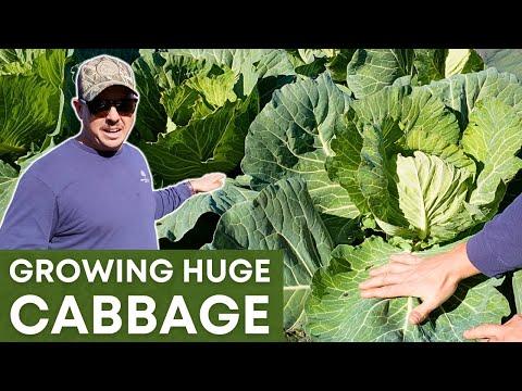 Discover the Secrets of Growing Brussel Sprouts, Cabbage, and Cauliflower