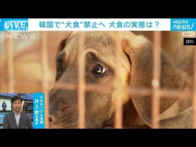 韓国で犬食禁止法案可決！実態と影響は？
