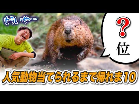 【総選挙2023】バイオパークで人気動物の結果発表！驚きの展開に注目！