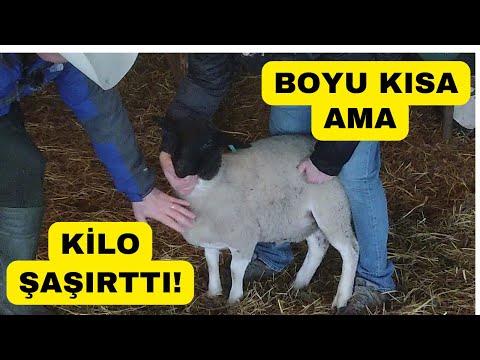Discover the Secrets of Sheep Farming in Çatalca: A Glimpse into the Goralı Family's Success Story