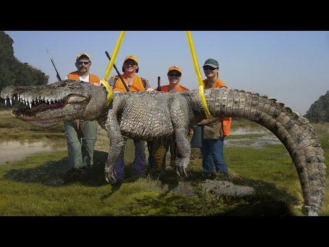 Unbelievable Wildlife Encounters: From Giant Gators to Terrifying Sea Creatures