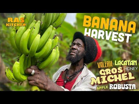 Discover the Rare Gros Michel Banana Harvest in Jamaica 🍌🇯🇲