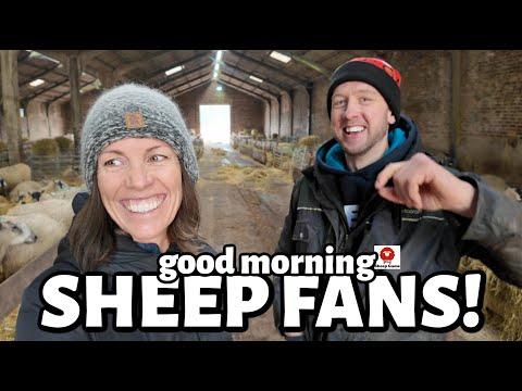 Uncovering the Sheepish Adventure in the UK