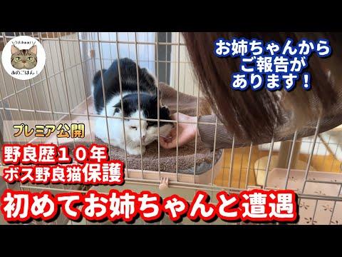 元野良猫とお姉ちゃんの意外な出会い！