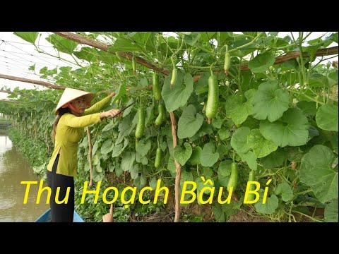 Unlocking the Secrets of Bau Bi Crop Harvesting: A Comprehensive Guide