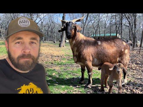 Exciting Adventures on the Farm: Baby Goats, Burgers, and Wildlife