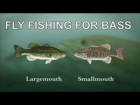 Mastering Fly Fishing for Bass: Tips and Techniques