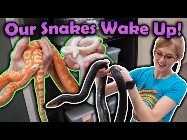 Awakening Snakes from Hibernation: A Guide to Reptile Care