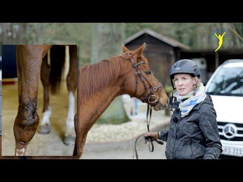 Wie Sie einem ehemaligen Polopferd mit schwerer Verletzung helfen können