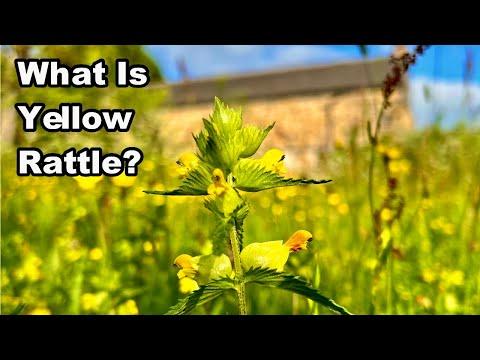 Transform Your Wildflower Meadow with Yellow Rattle: A Complete Guide
