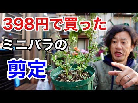 バラの管理と剪定のポイント【園芸超人カーメン君】