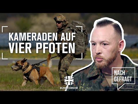 Die Rolle der Militärhunde: Spürnase und Beschützer