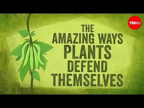 The Incredible Defense Mechanisms of Plants: How They Protect Themselves and Provide for Us
