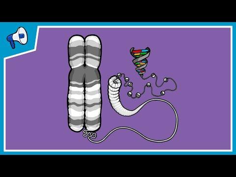 Understanding Genes, Mutations, and Chromosomes: A Complete Guide