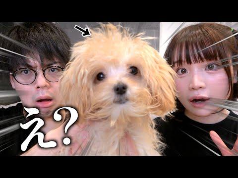 家族が増えました！犬飼います！【子ども】