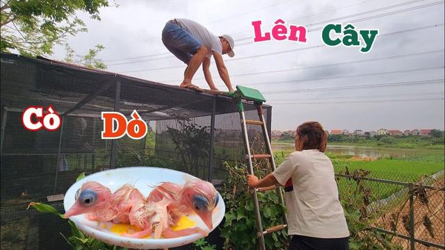 Discover the Secrets of Bird Care and Fish Behavior with Long Đen TV