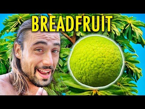 Discovering Breadfruit: A Unique Island Adventure