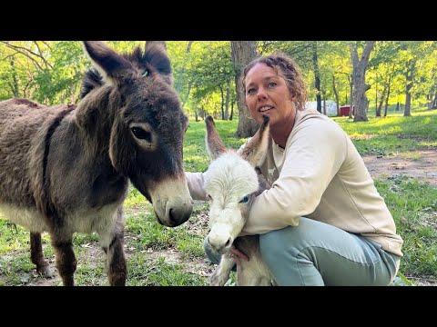 The Colorful World of Mini Donkeys: A Farm Update