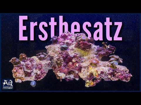 Die faszinierende Welt der Zantus Krustenanemonen im Meerwasseraquarium