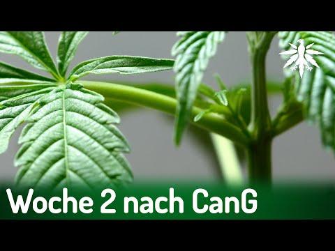 Aktuelle Entwicklungen im Bereich Cannabisgesetz - DHV-News #417